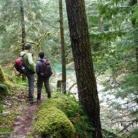 Hikers on a forested trail.