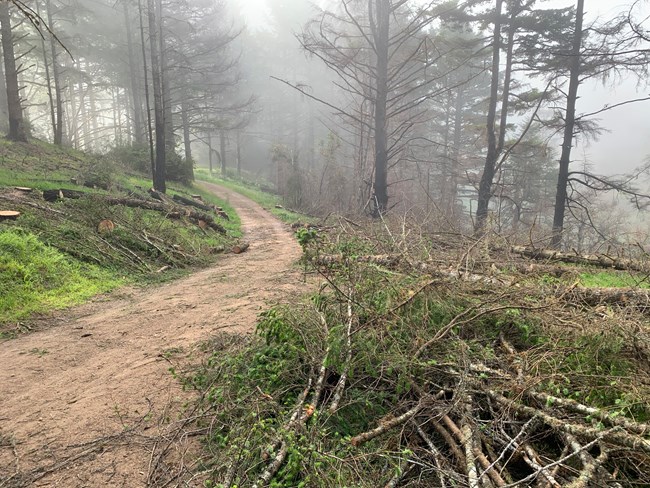 Small piles of branches and cut small logs line a dirt road in a forest.