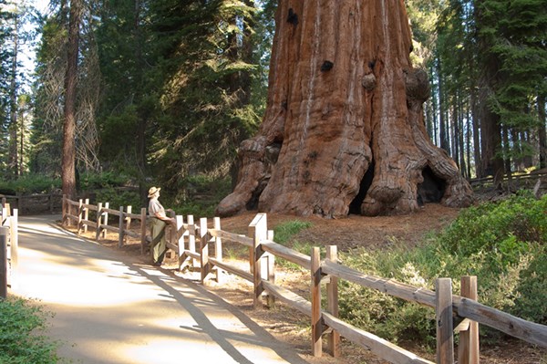 A park ranger stands below the Lincoln Tree, along the Grant Tree Trail.