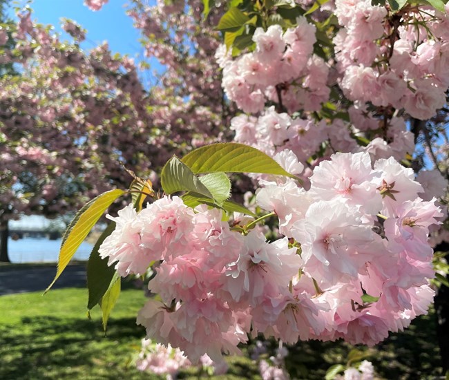 Close up Cherry NPS Photo