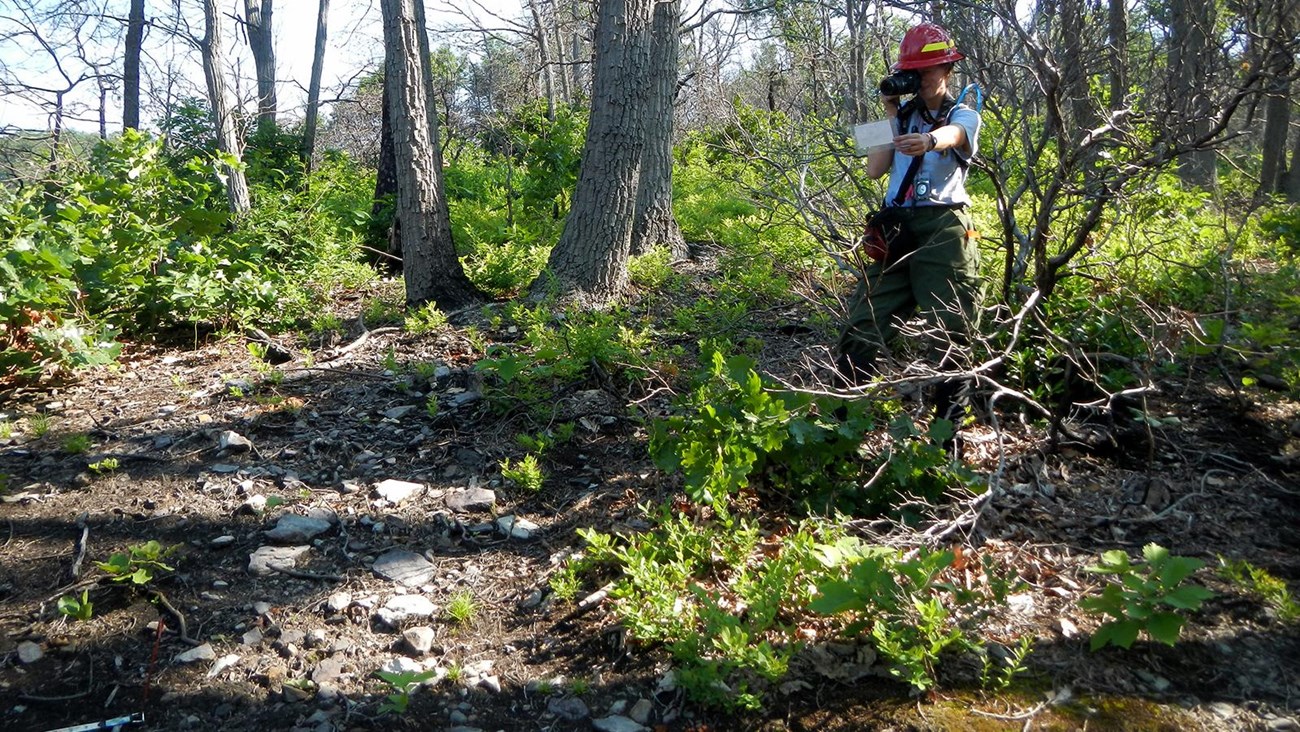 A woman takes a photo of a placard in a regrowing oak forest.