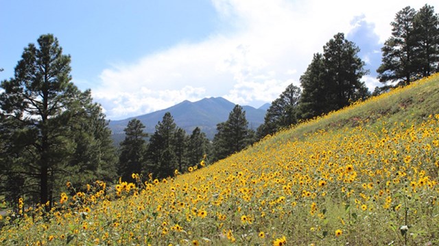 Yellow flowers on Sunset Crater Volcano