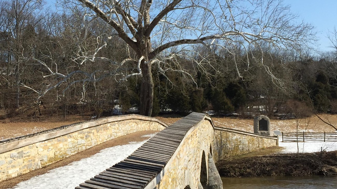 A large sycamore tree across the way from a stone bridge. 