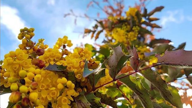 Small, bell shaped yellow flowers grow in clusters tucked among dark green jagged leaves 