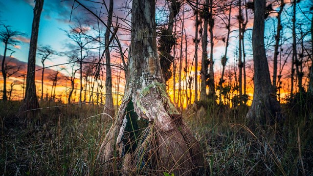 The beginnings of a sunset over a marsh slough