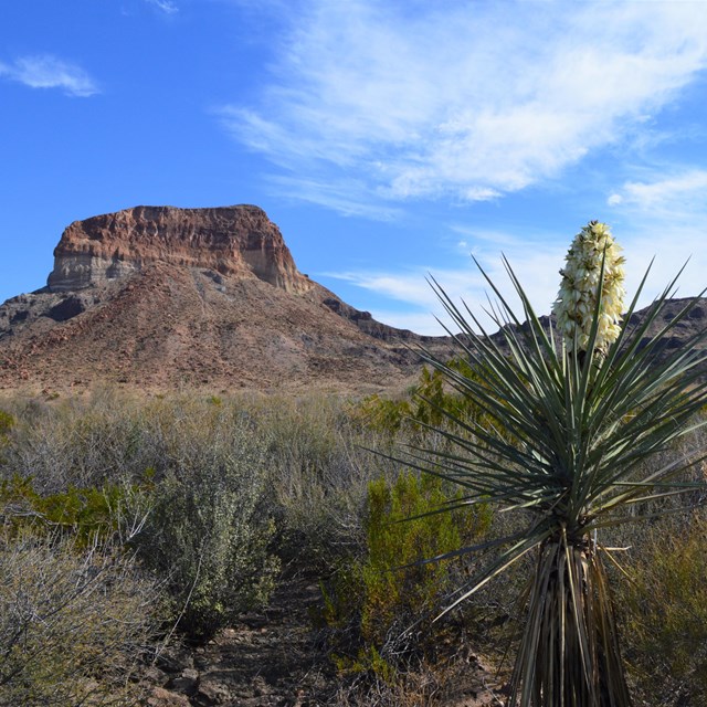 Big Bend National Park