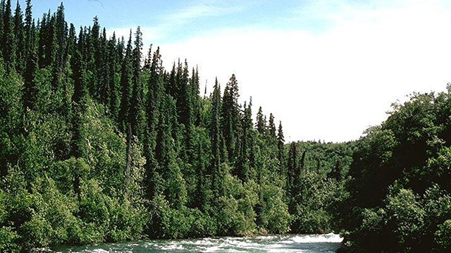 A scenic river rushing through a forest