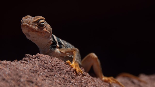 a yellowish lizard with a long tail basks on a rock surface