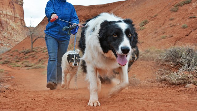 Black and white long-haired dog with a woman walking it and another dog on a leash.