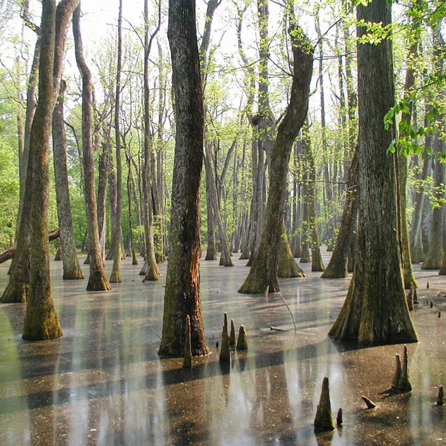 Natchez Trace Parkway, AL, MS, TN