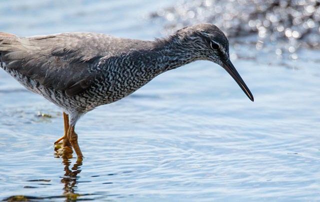 Wandering Tattler on the shoreline