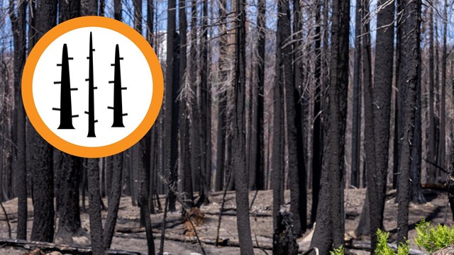 A photo of green ferns in front of a burned trees.