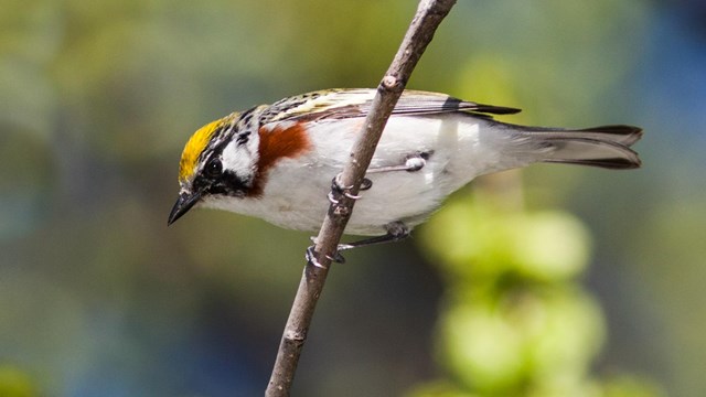 A small bird perches on a twig.