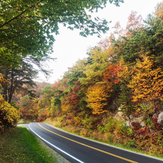 Gold and red foliage of trees and shrubs along the Skyline Drive in Shenandoah National Park.