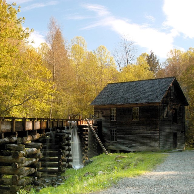 Trees with yellow leaves stand tall behind a wooden building and fence.