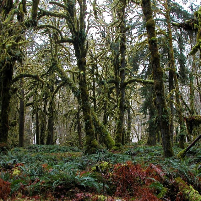 Tall trees with mossy branches with damp ferns foreground under trees