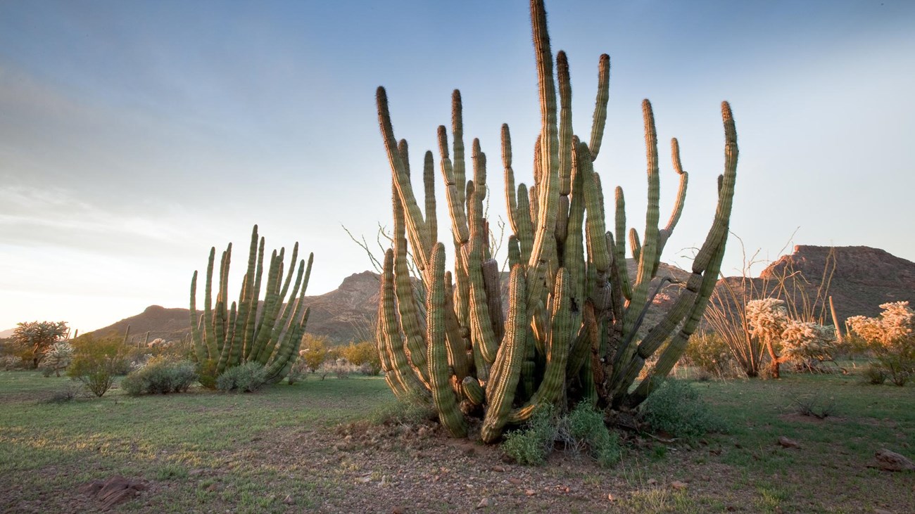 Organ Pipe cactus illuminated in sunset