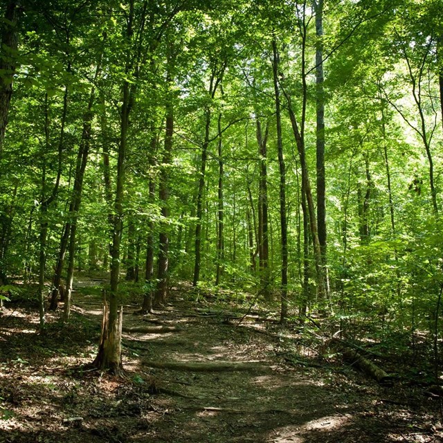 Laurel Loop Trail in the Piedmont forest