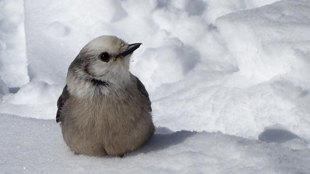 Gray Jay