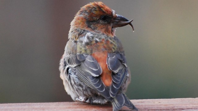 Red Crossbill