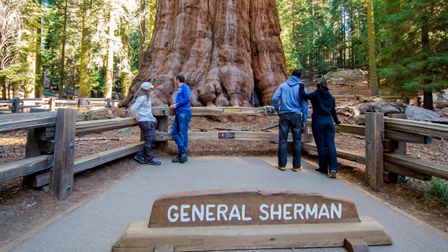 A sign saying "General Sherman," a split rail fence and a large sequoia trunk. Snow is all around.