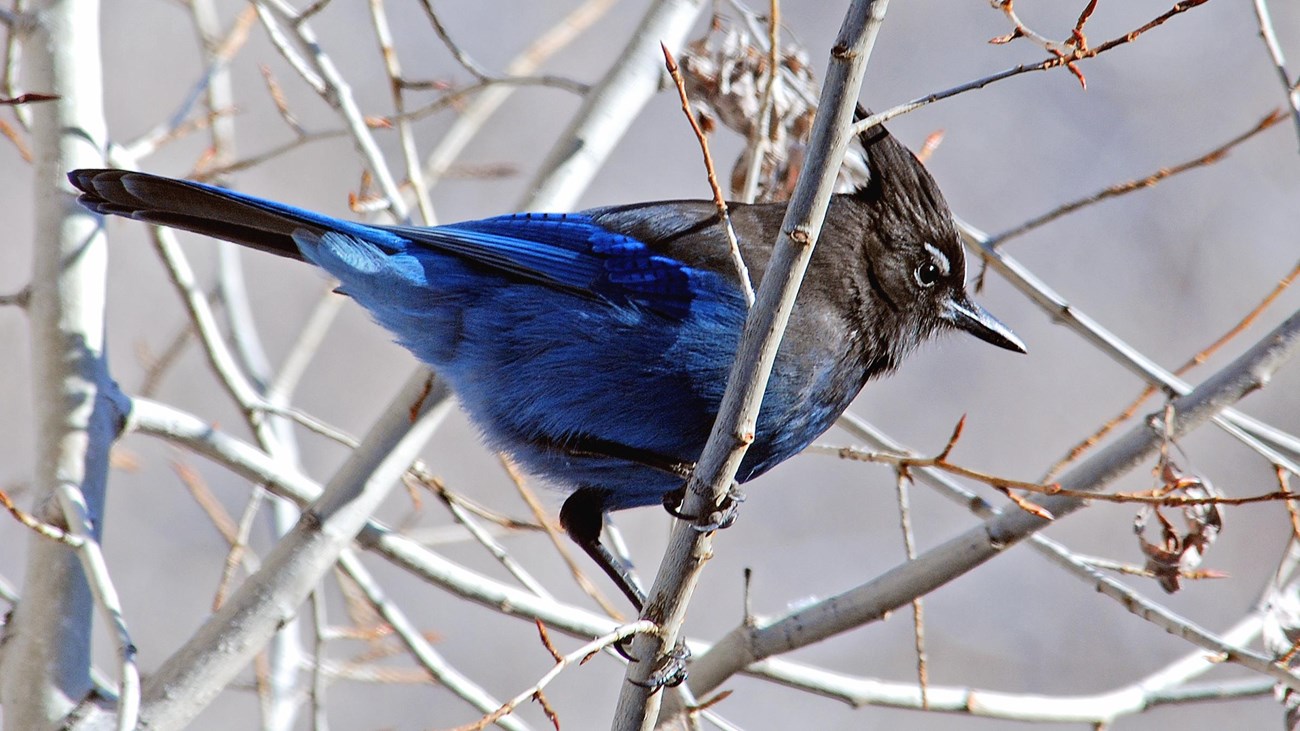 Stellar jay at Bandelier National Monument