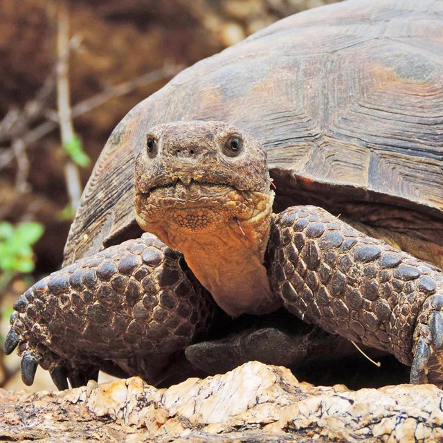 Desert Tortoise