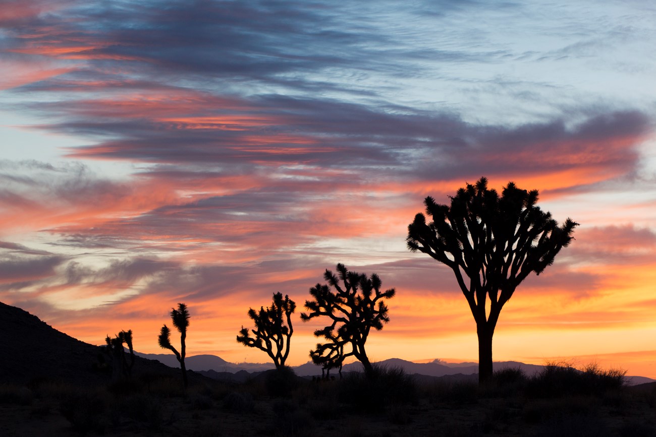 Paisaje de siluetas de árboles de Joshua durante una hermosa puesta de sol.