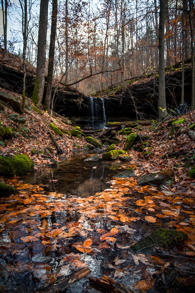 Autumn leaves cover a small stream