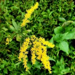 A cluster of small yellow flowers.