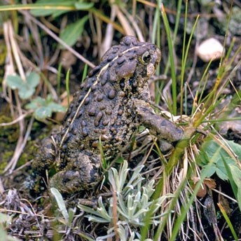 boreal toad