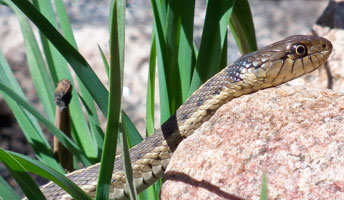 Amphibians_GarterSnake_344x200