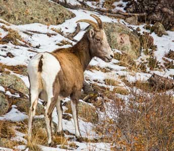 bighorn sheep ewe in snow