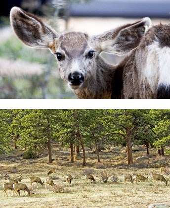 Mule deer and mule deer herd