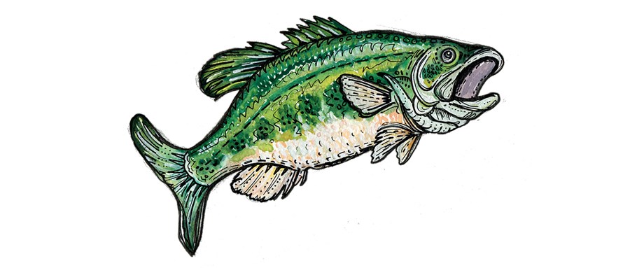 cartoon largemouth bass.