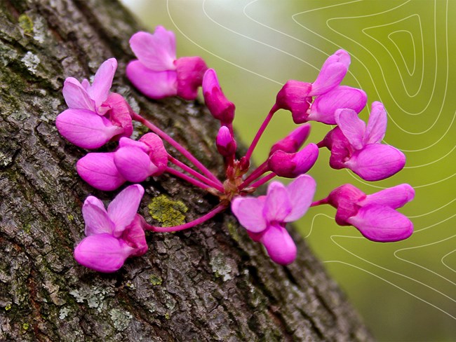 Pink flower on tree with white topographic lines