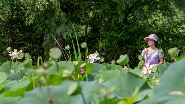 Visitor standing behind a field of tall lotuses 