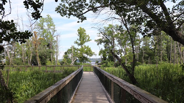 A boardwalk extends through a wetland environment.