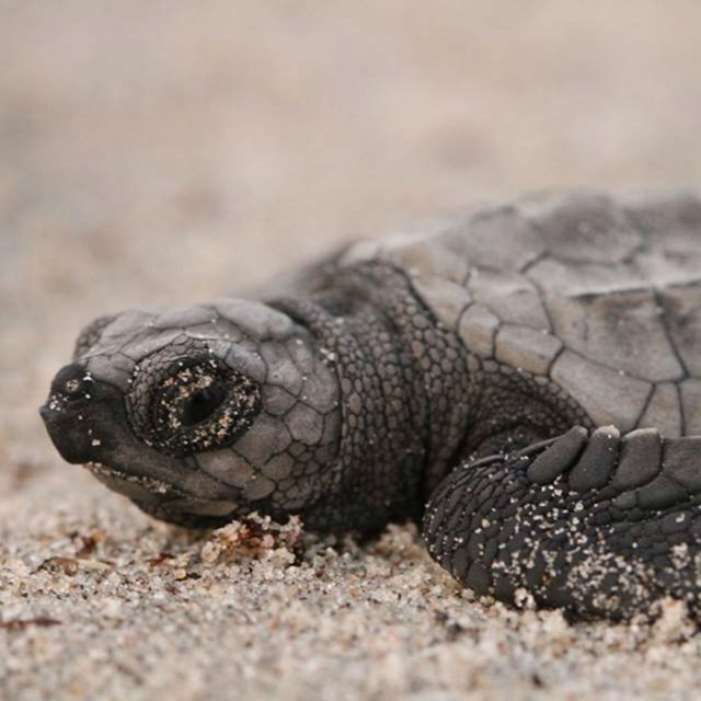 Baby sea turtle crawling on sand