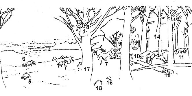 Turtle Cove outlines dominant fossils in the mural labeled 5-18 and outlines horses, tortoise, cat-like animals in the open forest landscape.