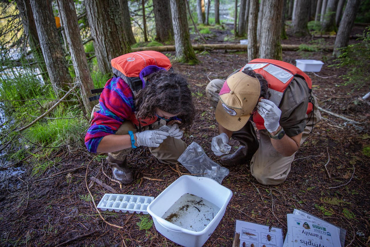 Two MCC crew members peer at glass magnifying boxes while squatting next to a white plastic tub filled with aquatic insects.