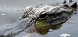 Gator gliding through water.