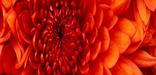 Pretty Flower