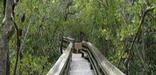 Trail