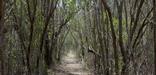 Snake Bight Trail