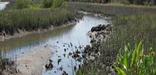 Tidal creeks provide habitat for many salt marsh critters.