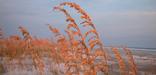 Sea oats capture the golden color of the sunset.