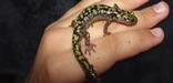 Salamander 