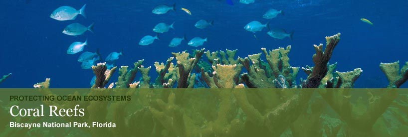 Protecting Our Ocean Ecosystems