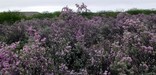 Cenizo in Bloom